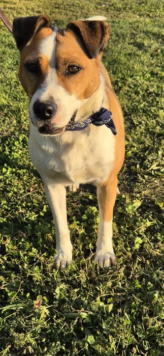 Piesek około trzy lata