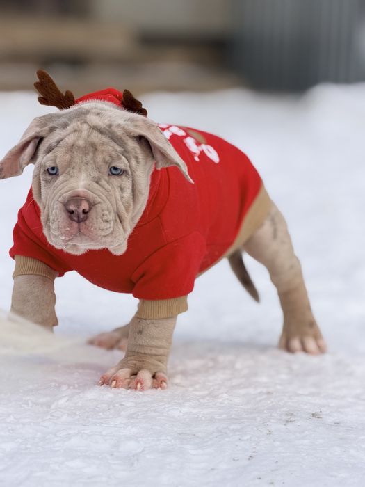 Цуценя буллі XL лілак мерле підпал від батьків чемпіонів