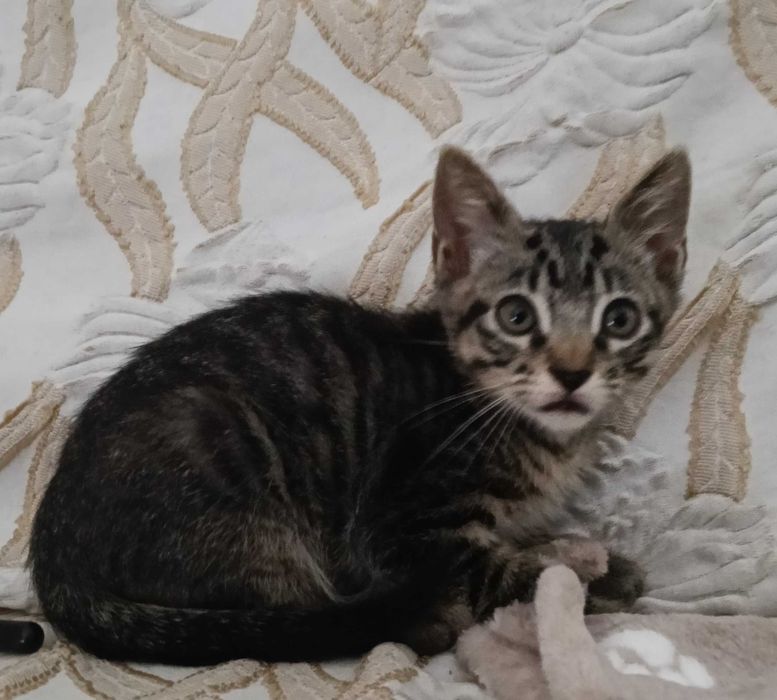 1 gatinho para adoção com 9 semanas