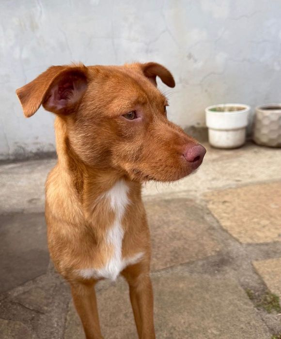Cão jovem para adoção responsável