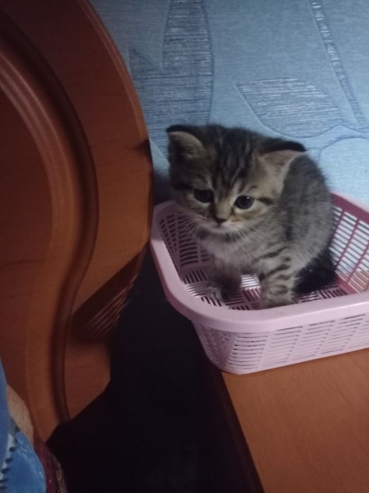 Шотландські висловухі та прямовухі кошенята Scottish Fold і Scottish Straight