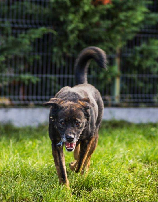 Młody Skubi czeka na dom