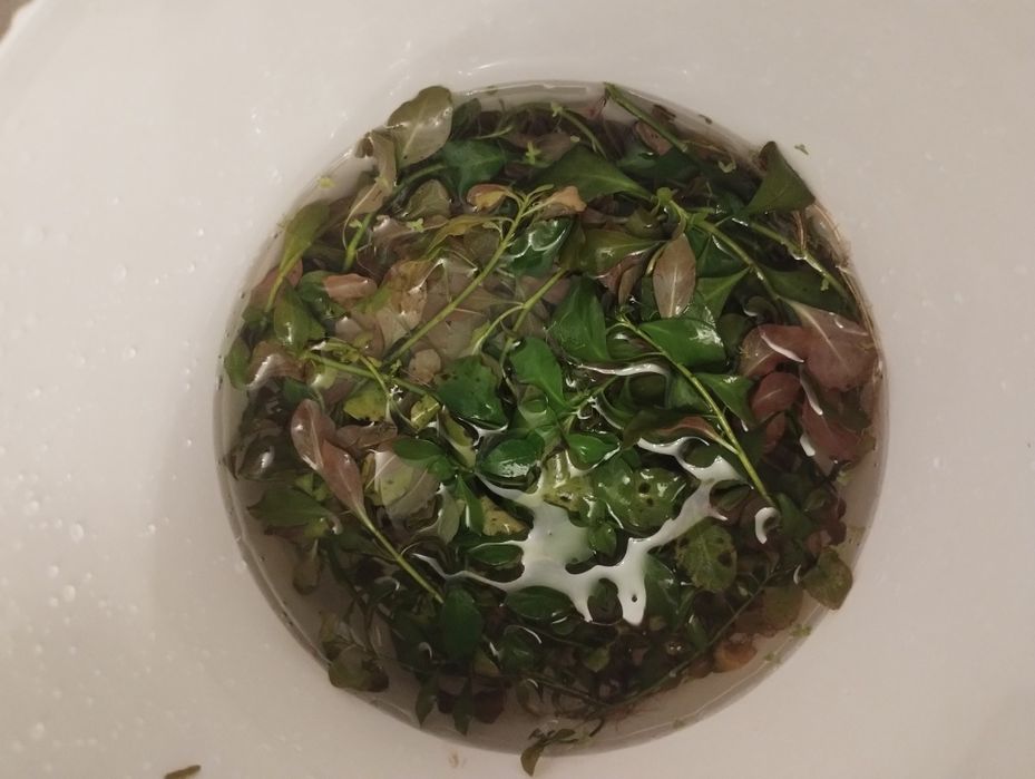 Ludwigia roślina akwariowa z przycinki zamienię