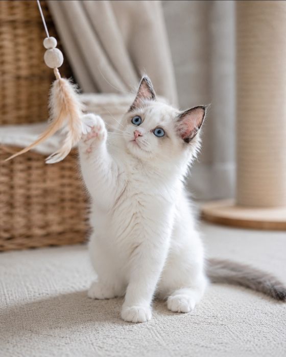 Kociak Ragdoll  już do odbioru