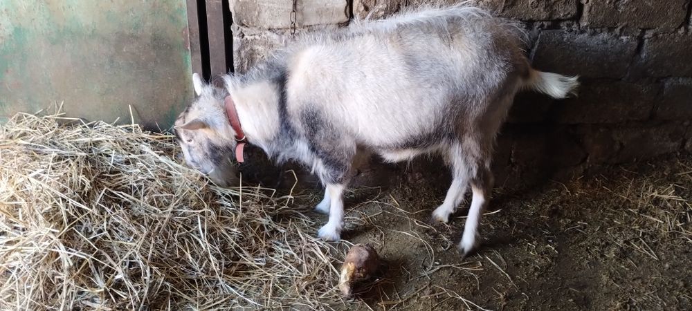 Продам козла на шашлик