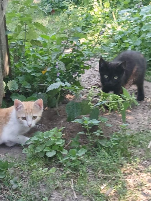 Котики і киці шукають домівку