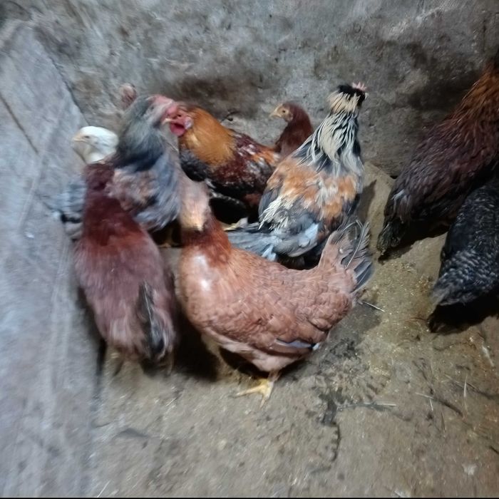 Fracas / galinha de Angola / cocós / coquichas