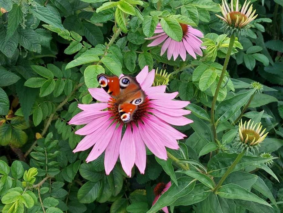 Ocet z jeżówki purpurowej, echinacea | 100 ml