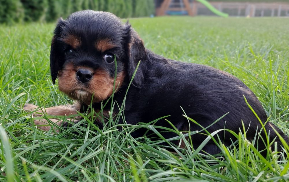 Cavalier King charles spaniel