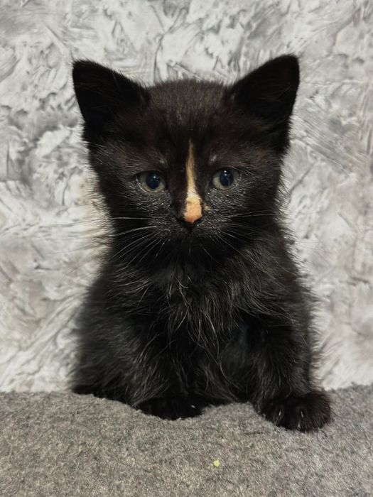 Котики котята отдам котенок девочка