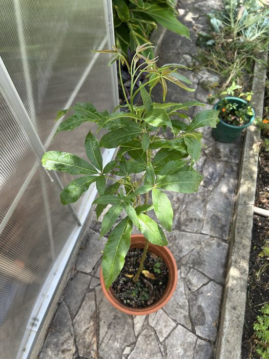 Planta de Sapote branco