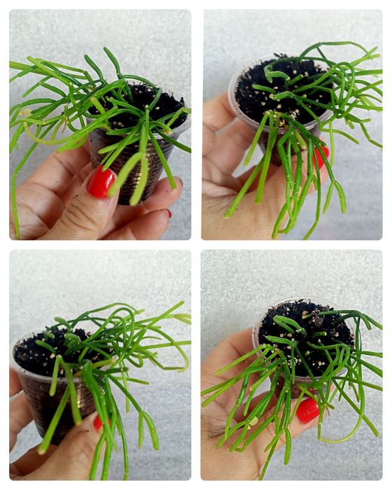 Рипсалис Cassutha .