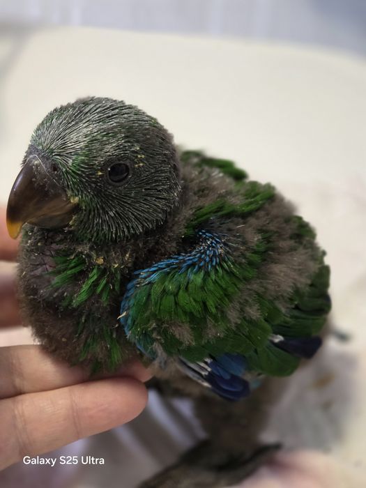 Papagaio ecletus macho,  mais aula/instrução para acabar de criar.