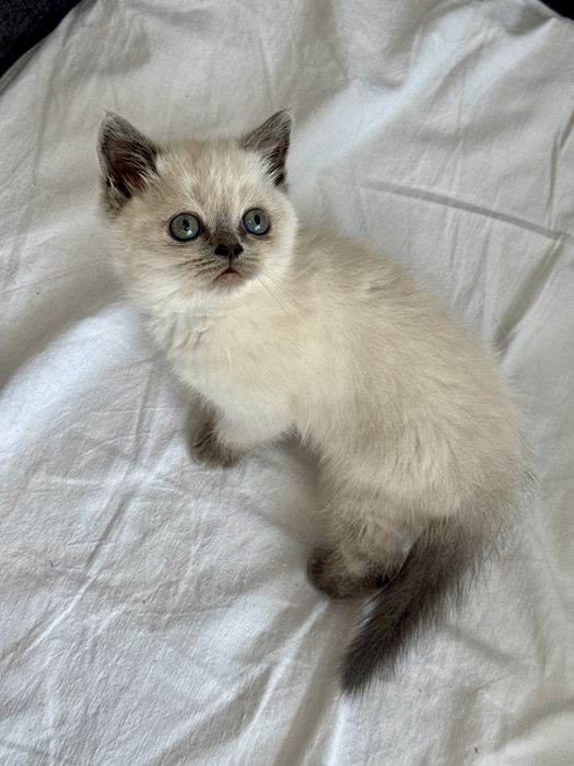 Шотландські кошенята