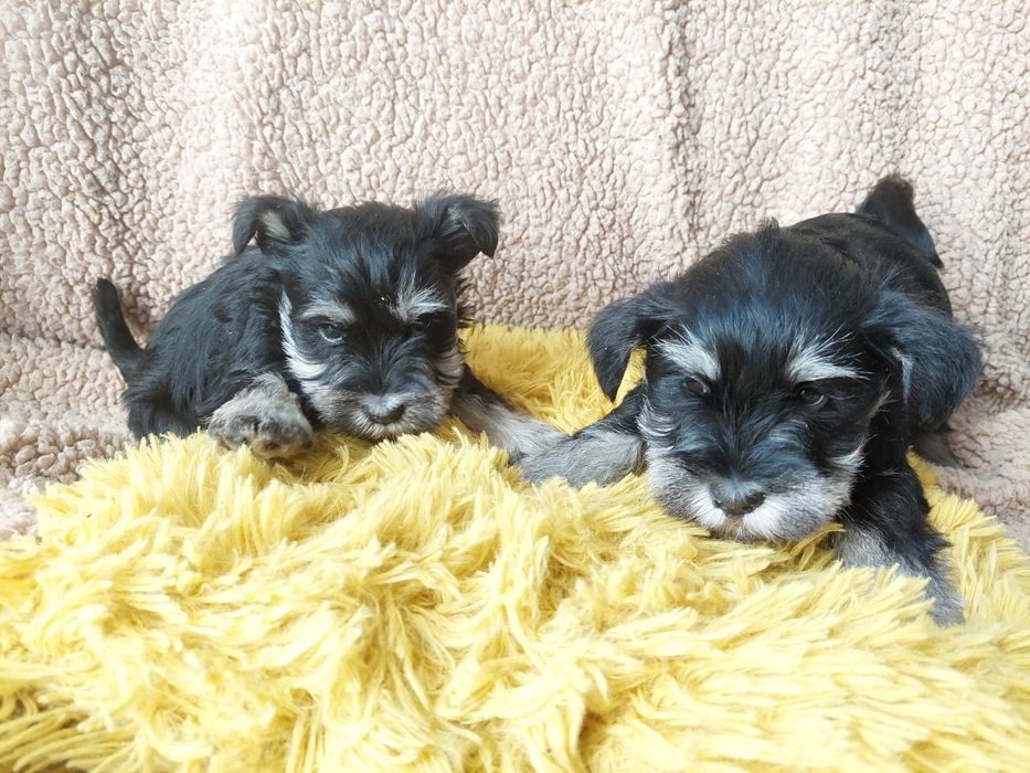 Sznaucer Miniaturowy Piesek czarno srebrny