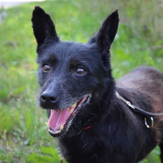 Starszy Generał szuka domu!