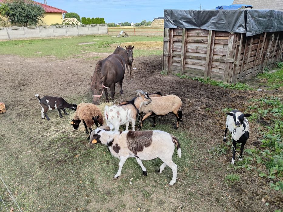 Kozy dorosle mlode kotne niespokrewnione stado