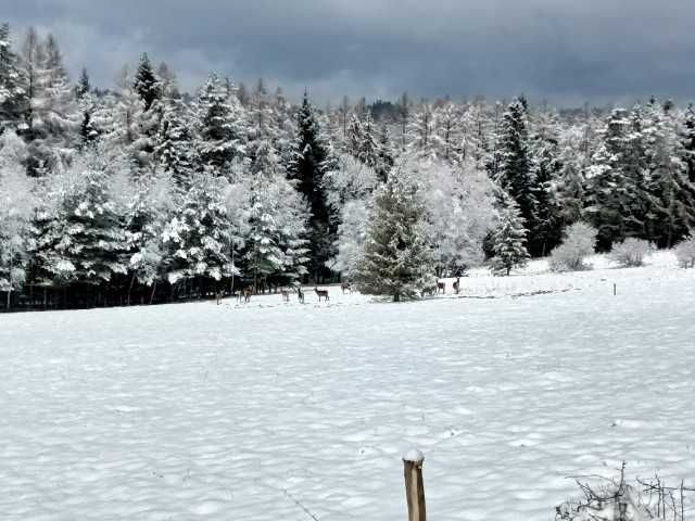 Duża działka w Kurowie