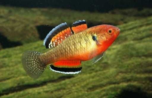 Śpioszka pomarańczowa – Hypseleotris compressa