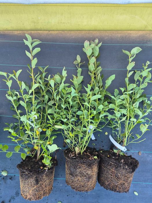 Borówka amerykańska ZEUS PBR donica 3litry