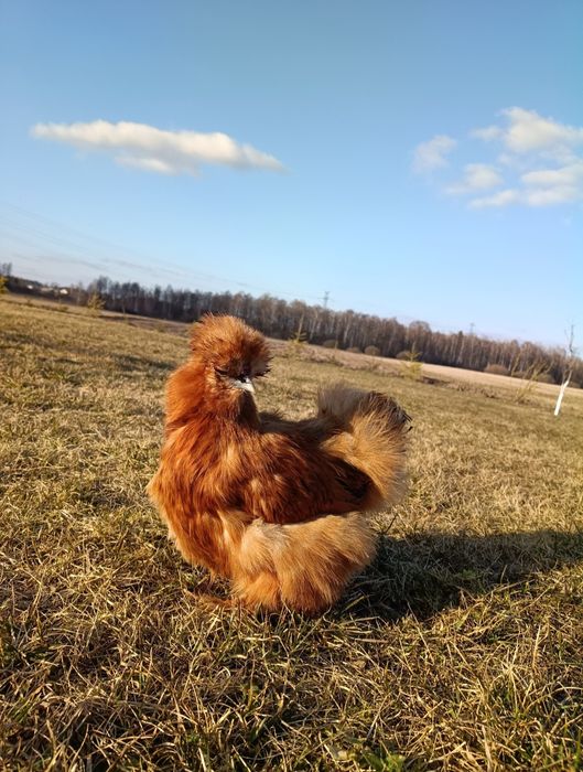 Jaja lęgowe silki jedwabistej