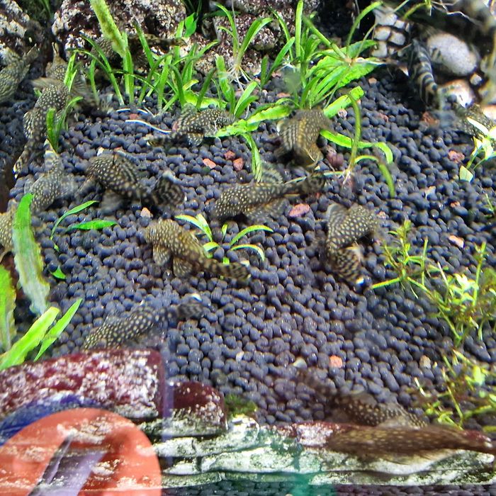 Glonojady zamienne lub sprzedam