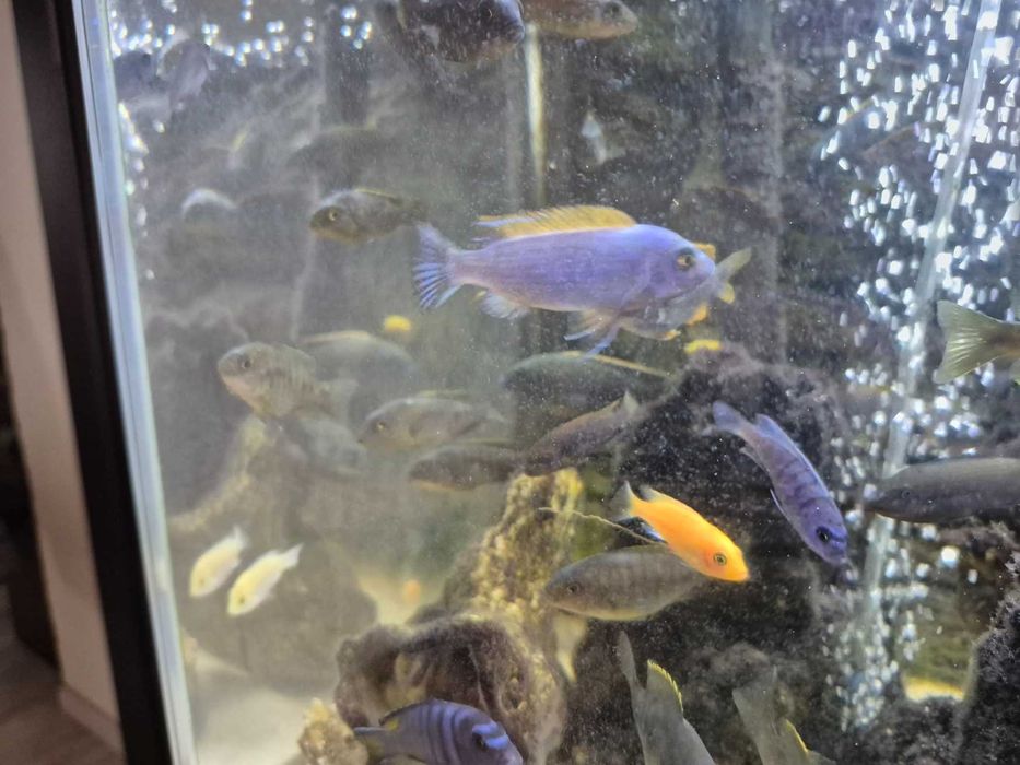 Pyszczak wysmukły Labeotropheus trewavasae Thumbi West, para, samica po pierwszej inkubacji, pyszczaki, Malawi
