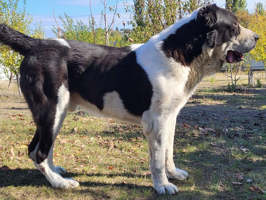 В'язка середньоазіатська вівчарка САВ (САО) алабай