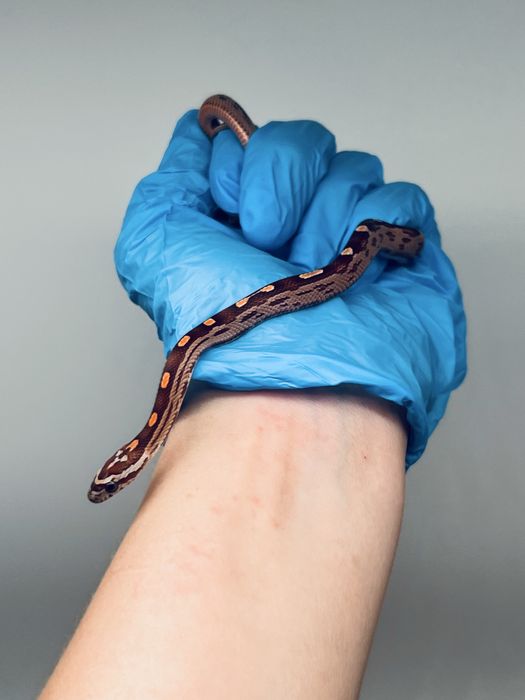 Wąż zbożowy węże zbożowe transport wyprawka