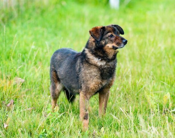 Starszy kochany piesek FORTI szuka domku!