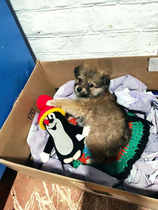 Песик манюня шукає родину!