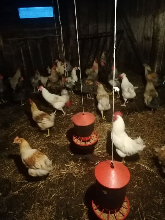 Sprzedam młode koguty