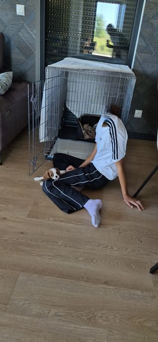 Klatka dla pieska