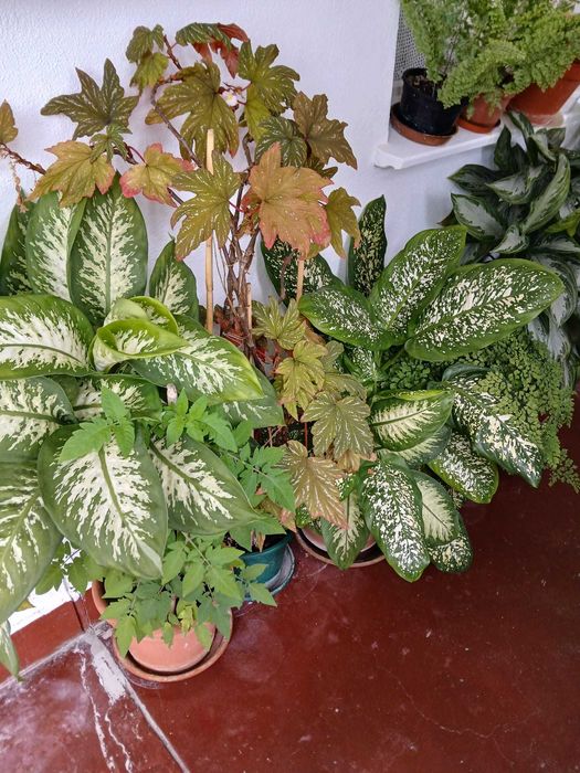 Vendo Plantas variadas