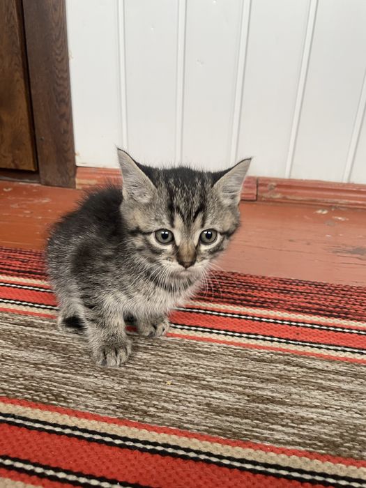 Віддам котиків: 3 дівчинки