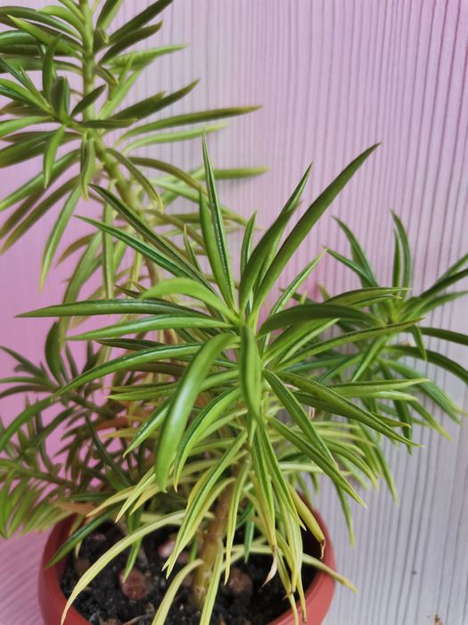 Суккулент Пеперомия долабриформис