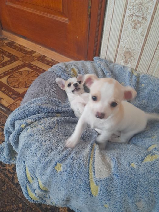 Цуценята  Чихуа  два місяці    на низеньких   ножках  проглистован  мають прививку по возрасту  приучені до пільонки  будуть невеличкі.