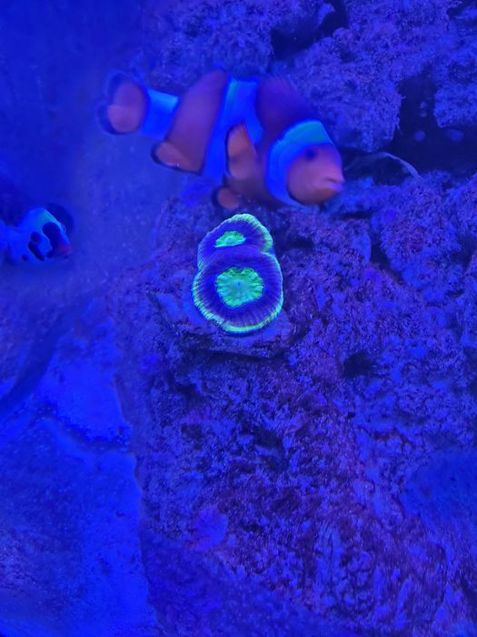 Akwarium morskie 60x60x50 + SUMP życie lub całość