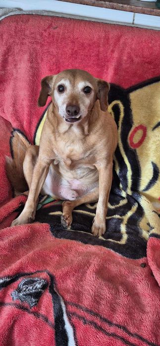 Piesek około 10 lat