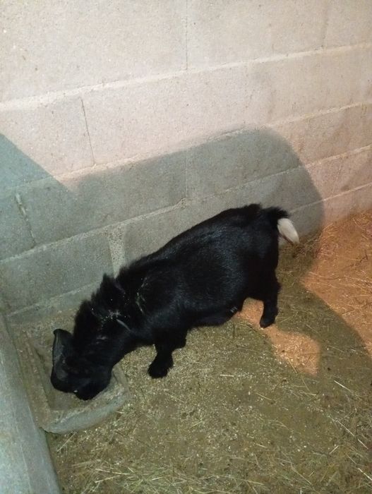 Cabrito anão 9 meses