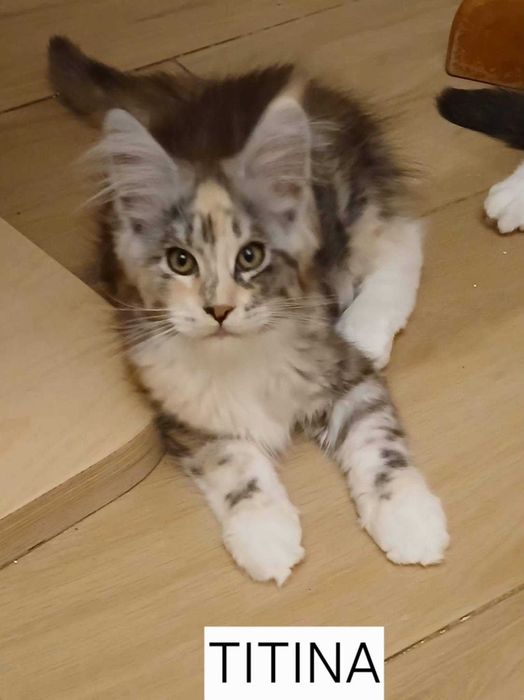 Srebrzysta szylkretka Maine Coon TITINA Bratnia Dusza *PL