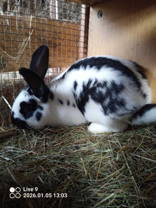 króliki tuszki samice samce