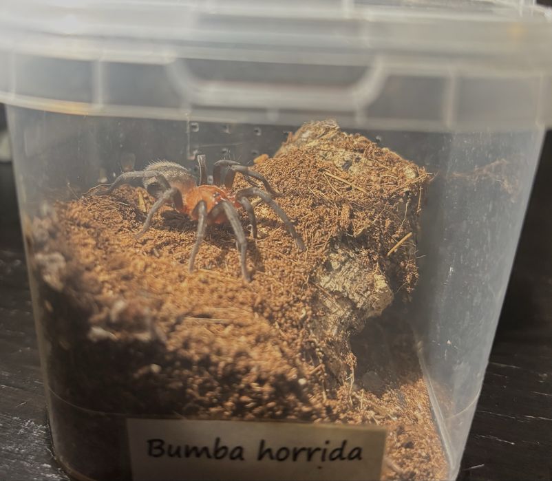 Pająk ptasznik bumba horrida