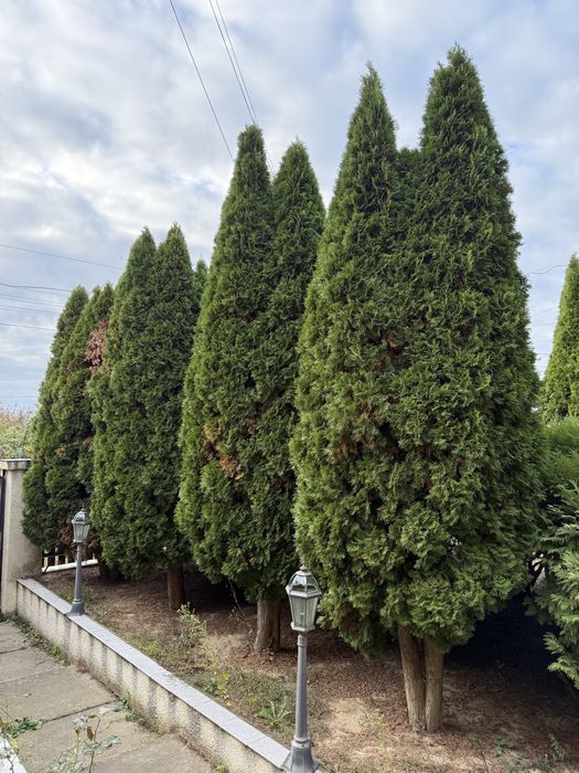 Продам великі туї