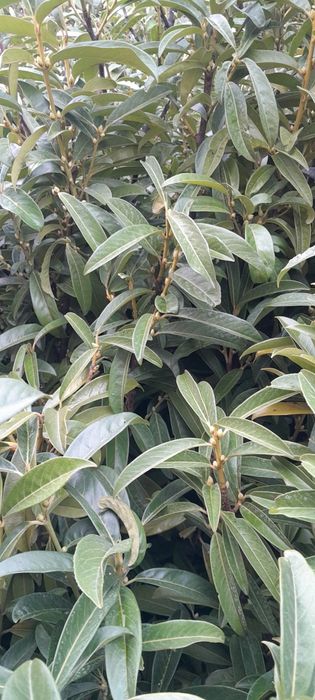 Laurowiśnia 120-150cm ukorzenione, donica