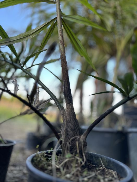 Palmeira Arenga micrantha