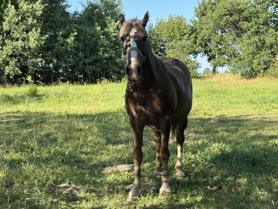 Продаєтьсь гарний доглянутий  кінь,спокійний не кусається .