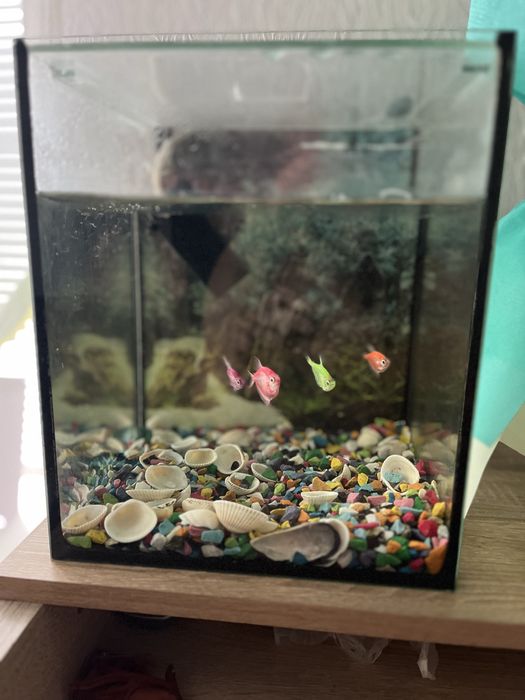 Акваріум з рибками