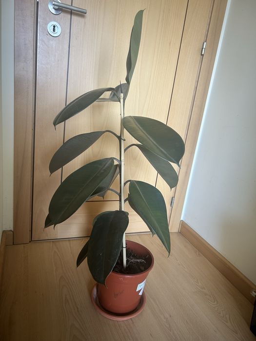 Planta Natural Ficus