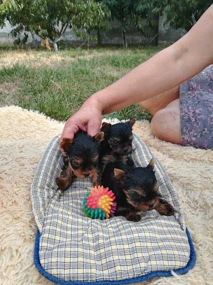 Пухнастик для тих, хто хоче справжнього друга!